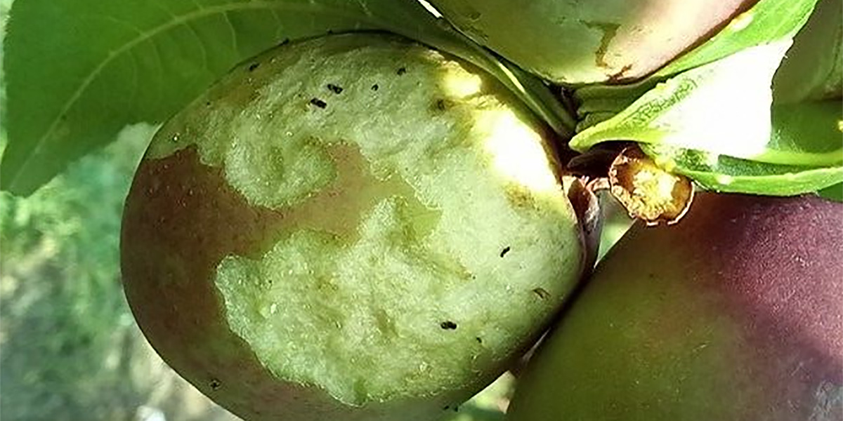 Ri.Nova lancia INNOVA.DRUPE per la difesa di drupacee e noce